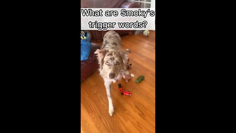 My Dog Goes Crazy When I Say His Trigger Words...