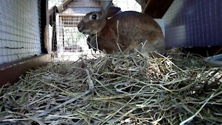 Lady the rabbit, in her hutch, chillin