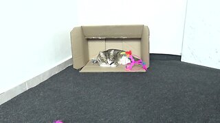 Curious Cat Gets a New Toy