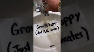 Grow a Puppy in Your SINK! #shorts