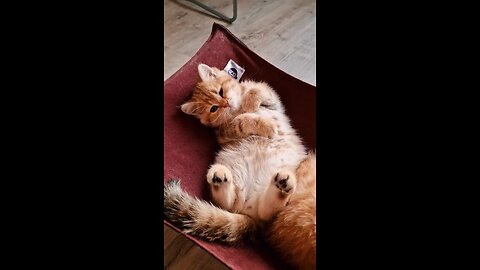 relax _funny _cat _asmr _teddykittens🐈🐈🐈 #teddykittens #cute #kittens #Pikachu 🐈🐈🐈 #teddy