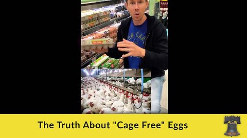 The Truth About "Cage Free" Eggs