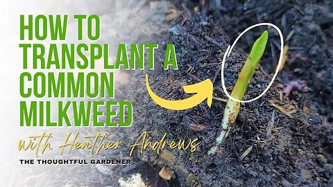 How to Successfully Transplant Common Milkweed to Help Save the Monarchs