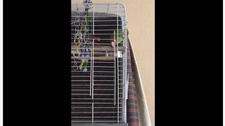 Parrot Loves To Sing And Dance To House Music
