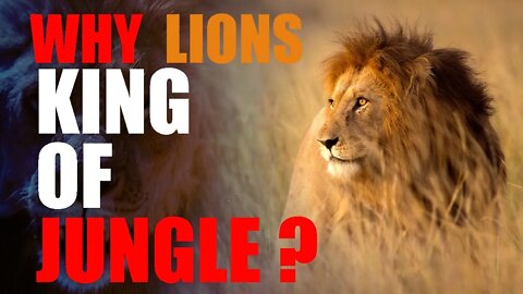 WHY ARE LIONS THE KING OF THE JUNGLE?