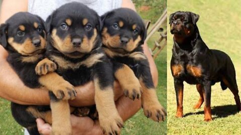 Best Of Cute Rottweiler Puppies Compilation - Funny Dogs 2022