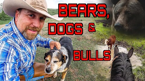 Bear Dogs on a Montana Cattle Drive! ( Day 2 )