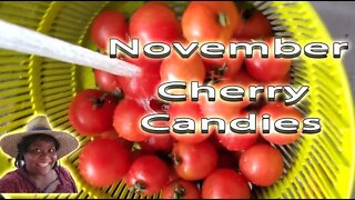 November Cherry Candies