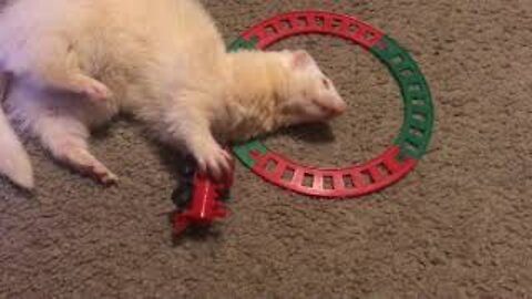 Miscellaneous ferretness