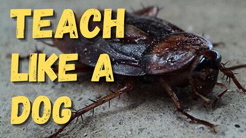 Quick Facts About Cockroach