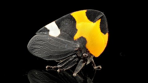 Ecuador Is Home To A Stunningly Beautiful Treehopper
