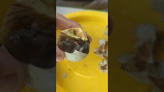 Eating balut (developing duck egg) in Bohol Philippines #cooking #travel