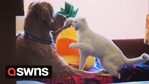Boisterous cat and dog share heartwarming bond