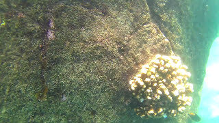 Galapagos Island Coral and Barnacles #Shorts