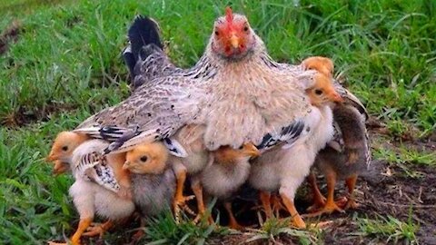 Mother Hen 🐔 Protecting Chicks 🐥 Cute Mama Hen and Chicks Videos 🐣 Baby Chicks & Hen Video
