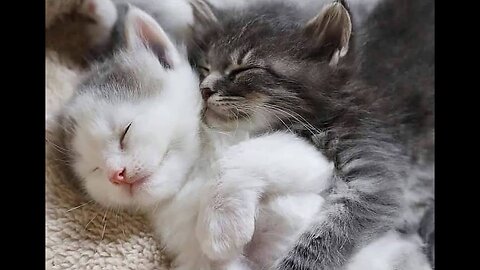 The cutest baby cats in the world!