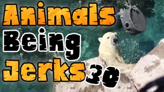 Animals Being Jerks #30