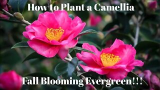 How to plant a Camellia, A Fall Blooming Evergreen!!!