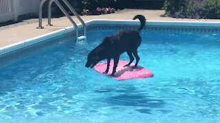 Athletic Labrador uses wakeboard to fetch ball from pool