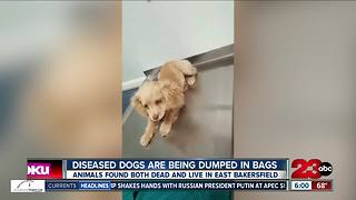 Dogs dumped in East Bakersfield dead and alive