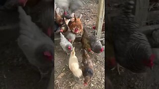 Watch the chickens FLOOD the yard to free range! #shorts #animals