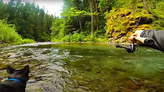 TROUT Fishing ULTRA Clear Creek. We CATCH 3 Species Of TROUT!!