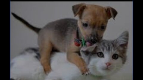Funny Animal Video 2022 - Cats and Dogs
