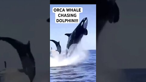 ORCA WHALE CHASING DOLPHIN!!!