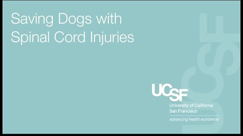 Dogs with Spinal Cord Injuries