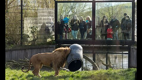 UNBELIEVABLE Lion gets stuck with its head in a feeding-barrel!