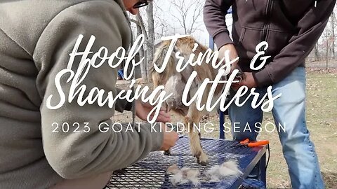 Getting the Girls Ready For Baby Goats | Three Little Goats Homestead Vlog