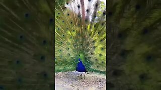 💓💗💞💝#peacock #dance 💓💗💞💝#beauty of #nature💗💞 #naturelovers💗💞