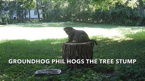 Groundhog Phil Hogs The Tree Stump