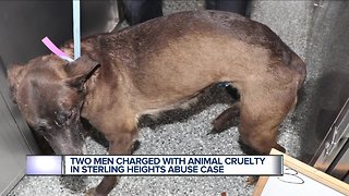 Charges filed against 2 men for animal cruelty following more than 50 dogs found abused in Sterling Heights