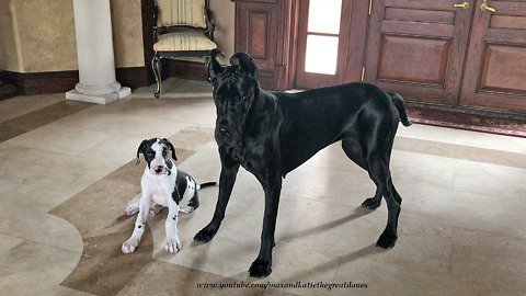 Great Dane & 10-week-old puppy love to play