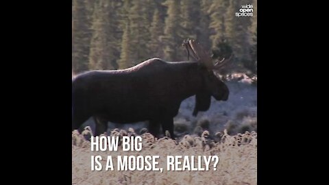 How Big is a Moose, Really?