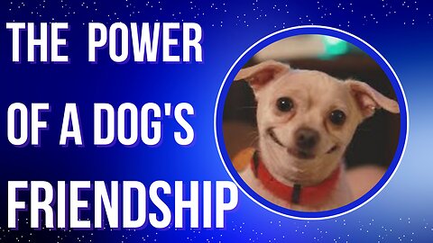 The Transformative Power of a Dog's Friendship: From Loneliness to Companionship