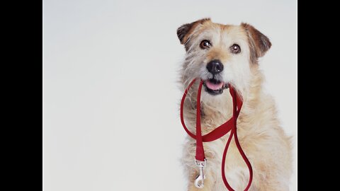 Dog Training Collar with Remote- Shock Collar vs E Collar