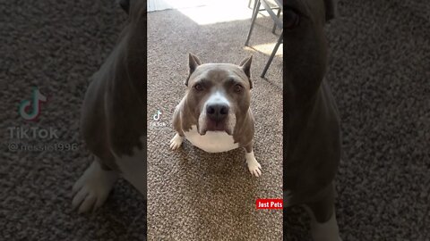 Expensive Dog be like.. #tiktok #cute #shorts #funnyvideos #viral