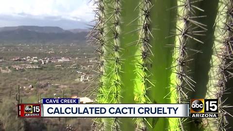 Saguaro cacti vandalized with spray paint on Cave Creek trail