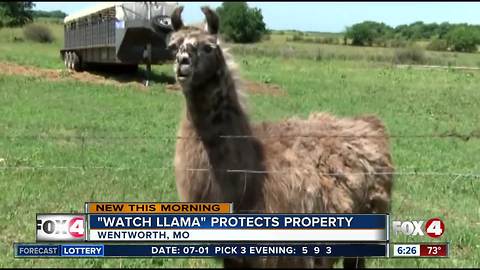 Missouri ranch has a "Watch Llama"