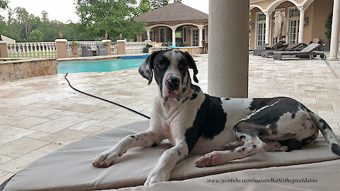 Great Dane Puppy Relaxes and Plays During a Florida Thunderstorm