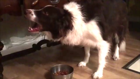 Dog hilariously savors every single bite of food