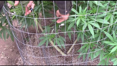 How to Make Cannabis Seeds