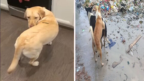 New Fun Silly spins in circles to reach treat on his back