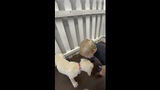 Toddler and Puppy Share a Cute Moment!