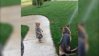 Adorable German Shepard Attacks A Water Sprinkler