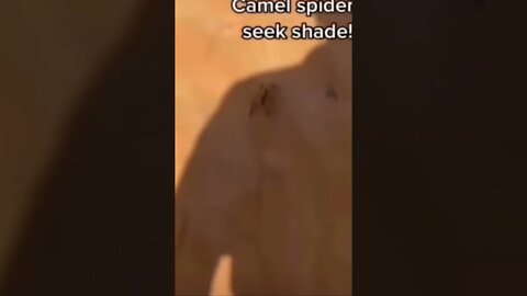 What would you do if this spider is chasing 😂!!