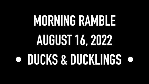 Morning Ramble - 20220816 - Ducks & Ducklings