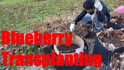 Mid-November Transplanting of Blueberries